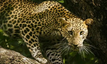 Nature & Wildlife Experience